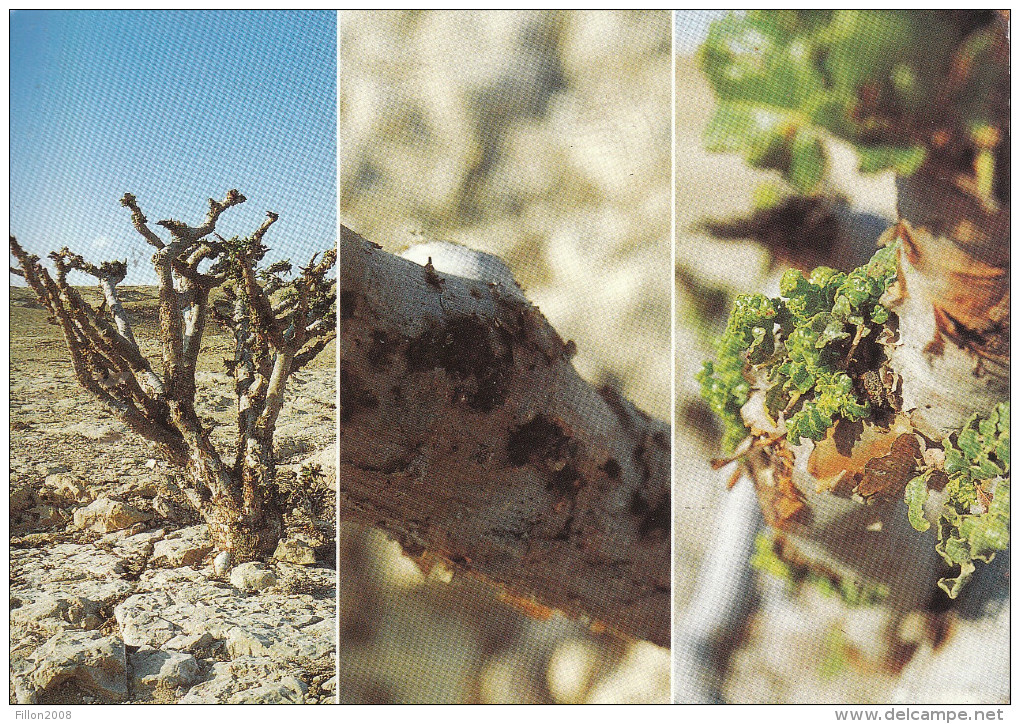 Sultanat D´OMAN -Frankincense In Dhofar - Oman