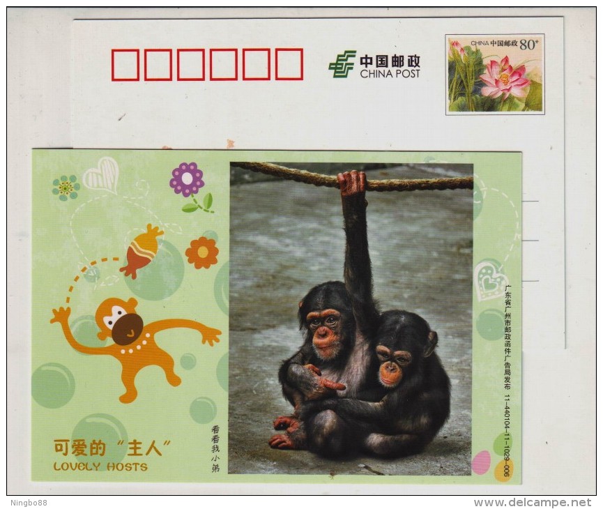 Chimpanzee,China 2011 Guangzhou Zoo Lovely Hosts Animal Advertising Pre-stamped Card - Chimpanzés