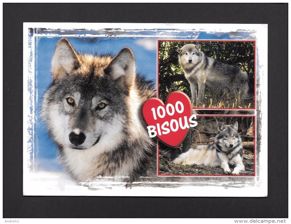 ANIMALS - ANIMAUX - LE LOUP CANADIEN - THE TIMBER WOLF - PHOTO L.ROYER TURCOTTE - GRAND FORMAT 17½ Cm X 12cm - 6¾x4¾ - Autres & Non Classés