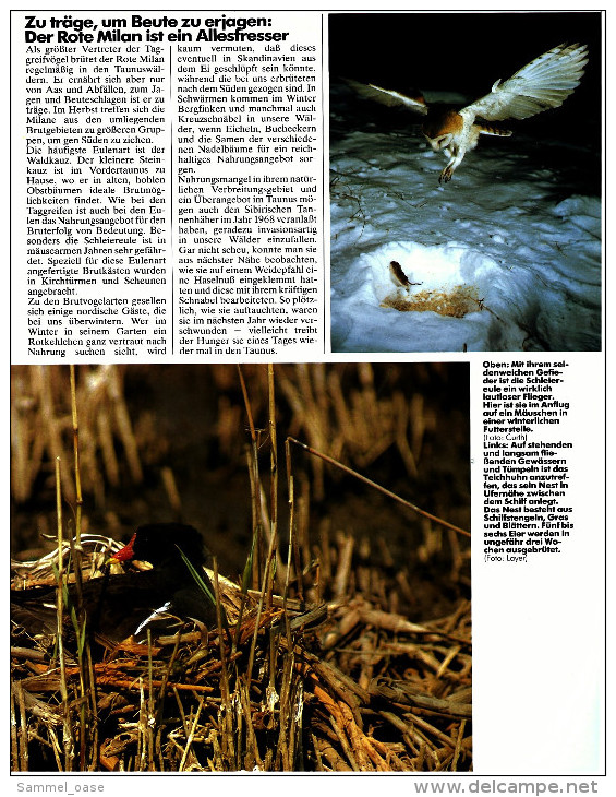 HB Bild-Atlas Bildband Naturmagazin Draußen  -  Naturpark Hochtaunus  -  Farne Erinnern An Die Vorzeit - Viajes  & Diversiones