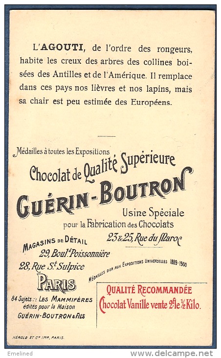 Chromo Chocolat Guerin-Boutron Les Mammifères L´agouti Rongeur Amérique Antilles - Guerin Boutron