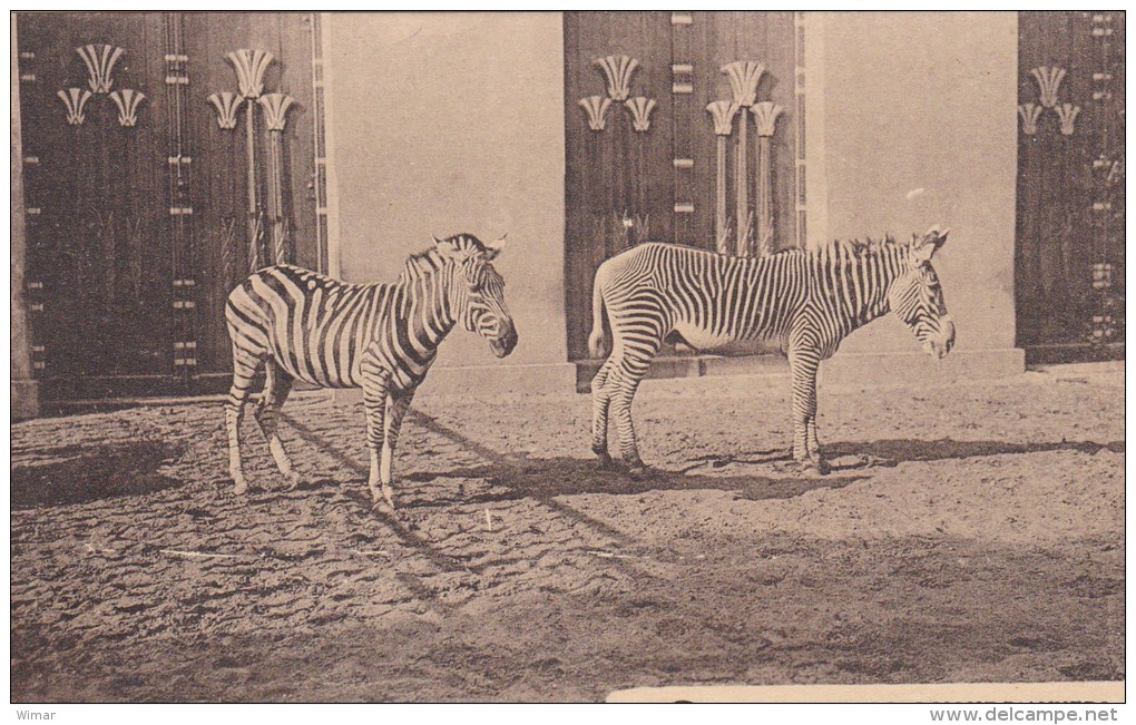 Anvers . Antwerpen &gt; Jardin Zoologique - Zèbre De Grant Et Zèbre De Grévy - Antwerpen