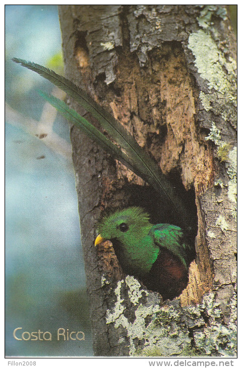 Costa Rica - Le Bel Oiseau Sort De Son Nid  (très Belle Carte Avec 3 Timbres) - Costa Rica