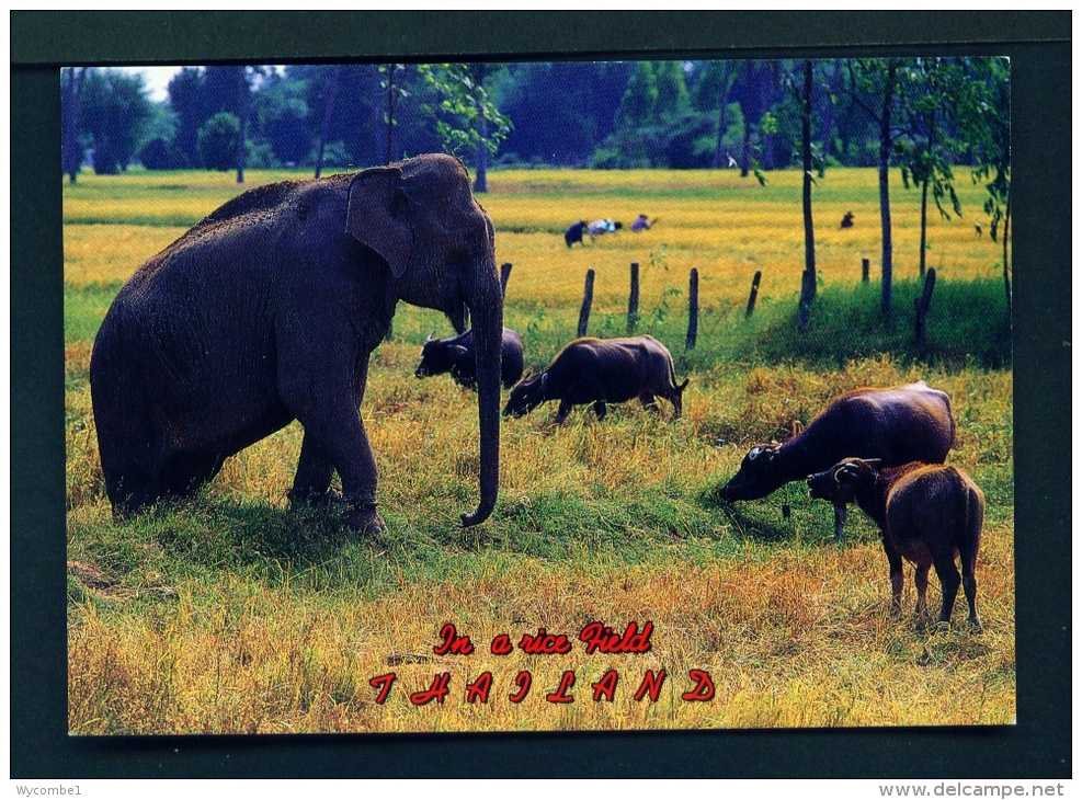 THAILAND  -  Surin  Animals Grazing In A Rice Field  Unused Postcard - Thailand