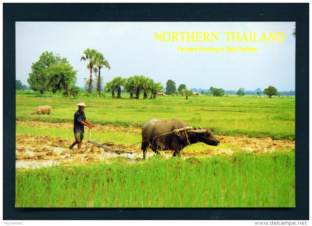 THAILAND  -  Working In A Rice Paddy  Unused Postcard - Thailand