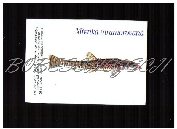 18-041 CZECH REPUBLIC 1997  Prosperita Fish Poisson Pescado - Barbatula Barbatula Stone Loach Bachschmerle - Matchbox Labels