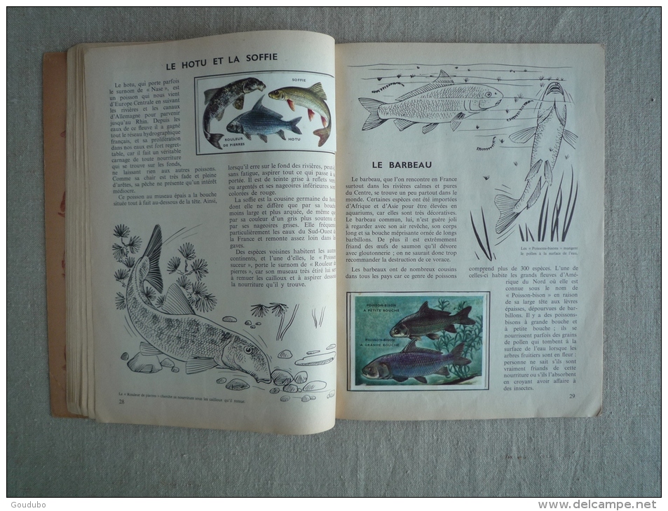 L'encyclopédie par le timbre Les poissons N°42 cocorico Les deux coqs d'or 1958. Voir photos.