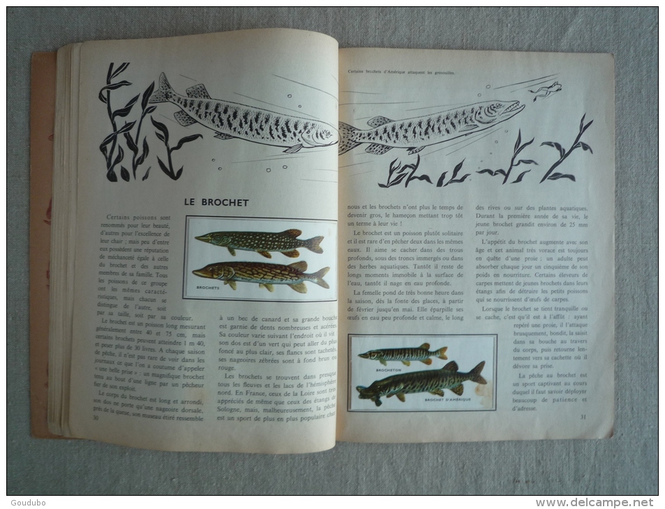 L'encyclopédie par le timbre Les poissons N°42 cocorico Les deux coqs d'or 1958. Voir photos.