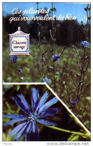 Ces Plantes Qui Vous Veulent Du Bien Chicoree Sauvage - Medicinal Plants