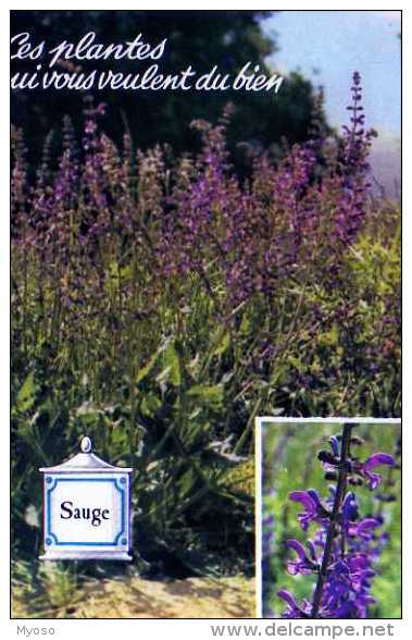 Ces Plantes Qui Vous Veulent Du Bien Sauge - Geneeskrachtige Planten