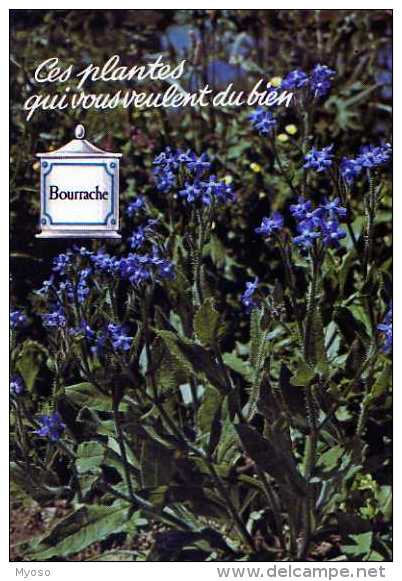 Ces Plantes Qui Vous Veulent Du Bien Bourrache - Heilpflanzen