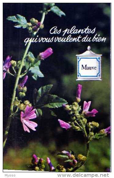 Ces Plantes Qui Vous Veulent Du Bien Mauve - Medicinal Plants