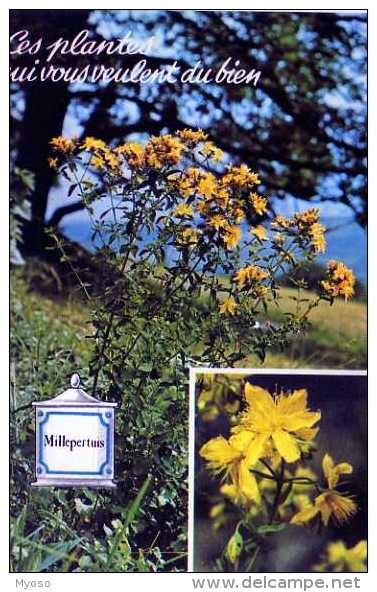 Ces Plantes Qui Vous Veulent Du Bien Millepertuis - Medicinal Plants