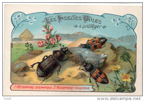 Les Insectes Utiles A Protéger-1- Nécrophore Germanique -2- Nécrophore Fossoyeur-Ordre Des Coléoptères(84773) - Autres & Non Classés