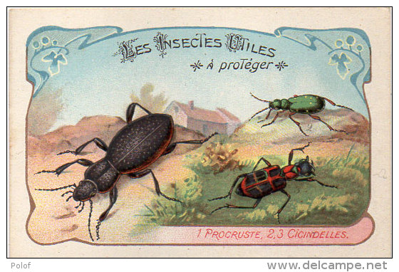 Les Insectes Utiles A Protége -1- Procruste -2- 3 - Cicindelles - Ordre Des Coléoptères(84777) - Autres & Non Classés