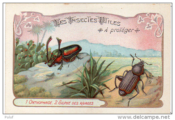 Les Insectes Utiles A Protége -1- Onthophage - 2 - Silphe Des Rivages  - Ordre Des Coléoptères (84781) - Autres & Non Classés