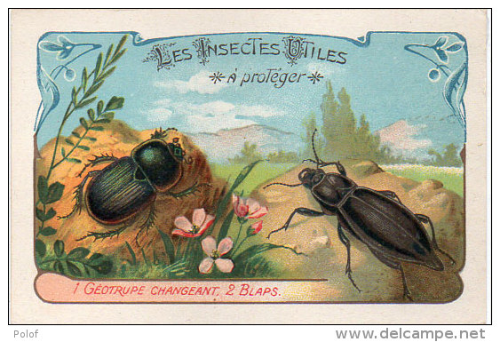 Les Insectes Utiles A Protége - Géotrupe Changeant - 2 Blaps  -  Ordre Des Coléoptères (84784) - Autres & Non Classés