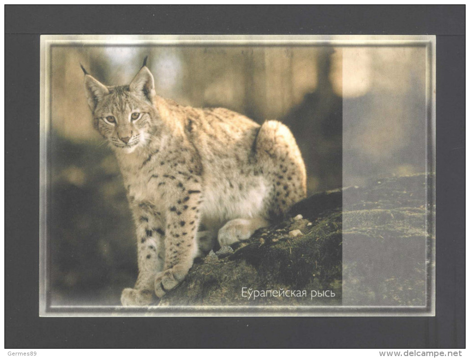 Belarus 2000. Postcard. Wild Cat Lynx Fauna - Belarus