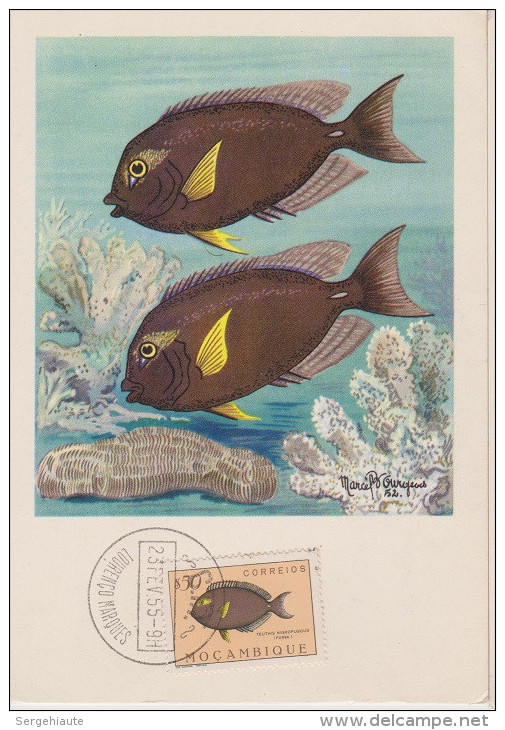 Carte Maximum, Poissons, Plasmarine, Publicité, 1955, Poisson Chirurgien , Timbre,  Mocambique, Teuthis - Mozambique