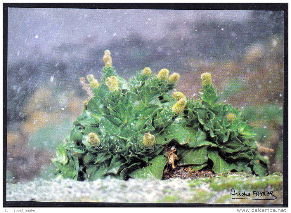 ANTARCTIC, TAAF, Color-card Unwritten,Kerguelen "Pringlea Antisorbutia", Look Scan !! 3.2-14 - Expediciones Antárticas