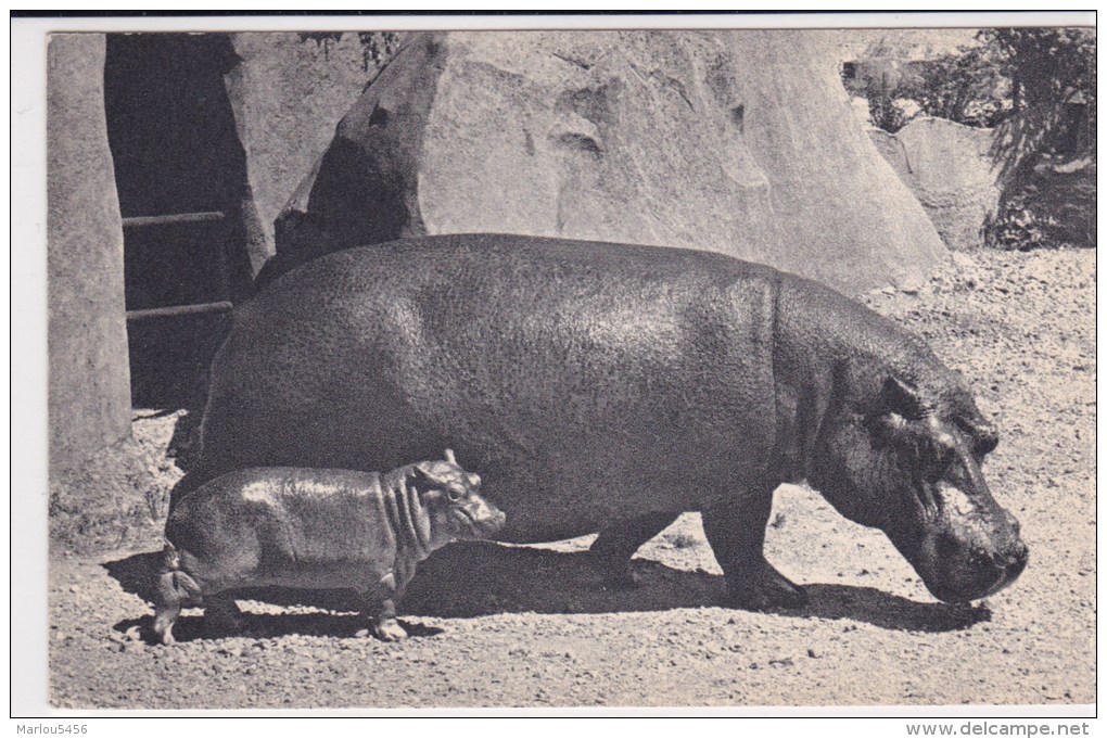 Hippopotame Et Son Petit. Parc Zoologique Du Bois De Vincennes. Comité National De L'Enfance - Flusspferde