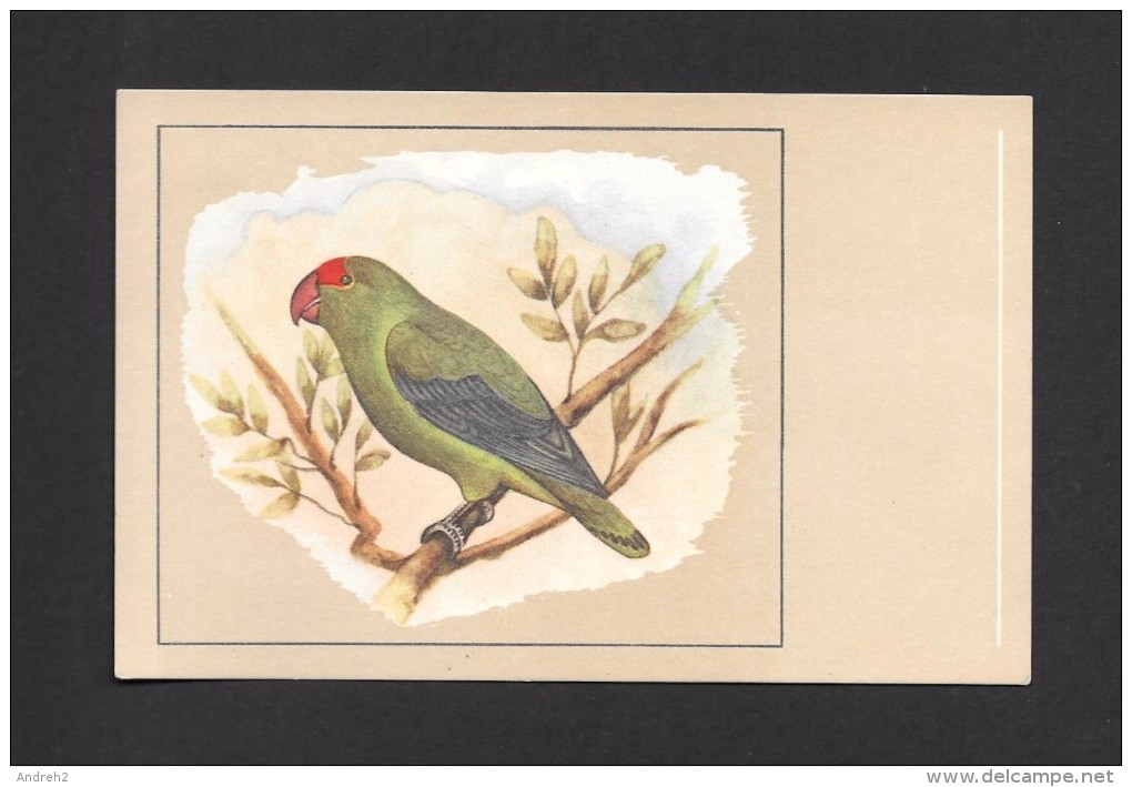 ANIMALS - ANIMAUX - OISEAUX - BIRDS - AGAPORNIS TARENTA - LOVE BIRD -  PAR P. SLUIS - Uccelli