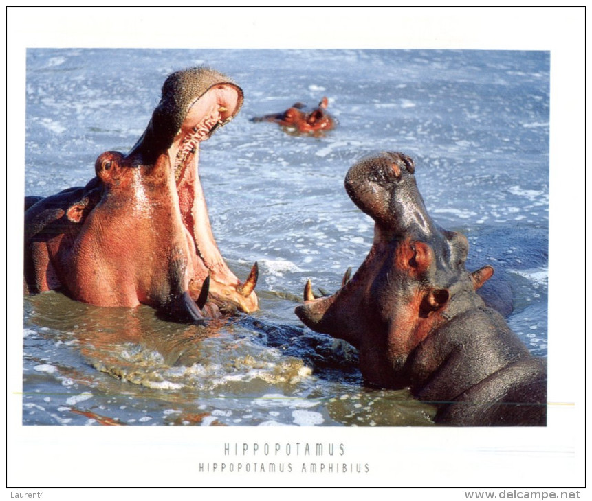 (123) African Hippopotamus - Flusspferde