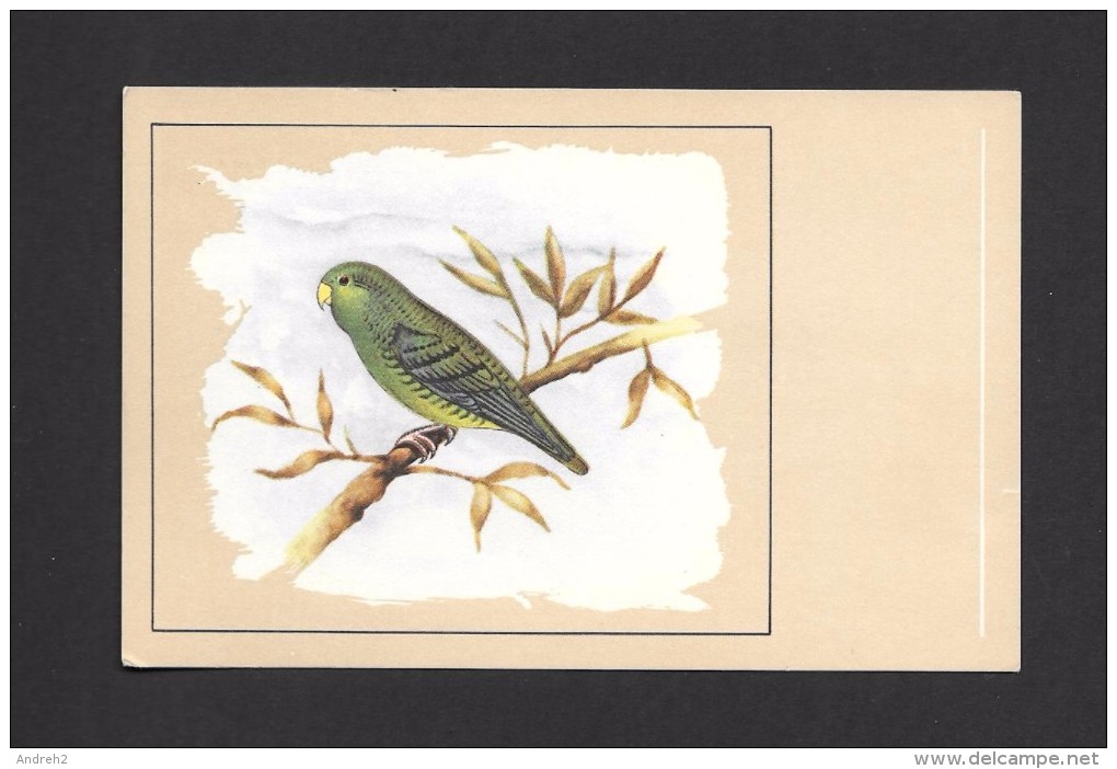 ANIMALS - ANIMAUX - OISEAUX - BIRDS - BOLBORHYNCHUS LINEOLA - LINEOLATED PARAKEET - PERRUCHE CATTHÉRINE  -  PAR P. SLUIS - Oiseaux