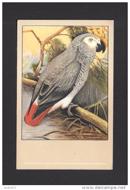 ANIMALS - ANIMAUX - OISEAUX - BIRDS -  GRAUPAPAGEI - African Grey Parrot - Jaco - Papegaai - PAR P. SLUIS - Birds