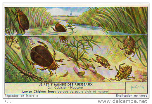 LIEBIG - Le Petit Monde Des Ruisseaux - 2 - Cybister - Naucore     (84805) - Affiches