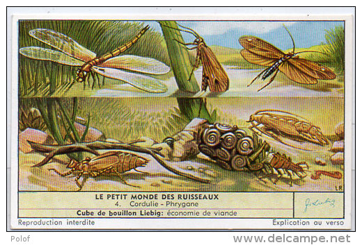 LIEBIG - Le Petit Monde Des Ruisseaux - 4 - Cordulie - Phtygane       (84807) - Affiches