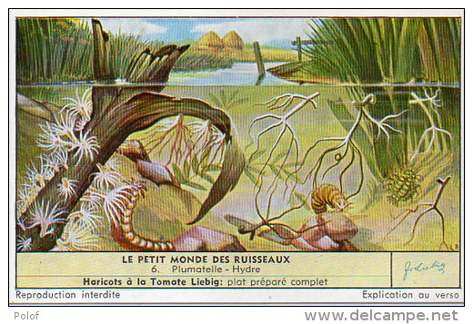 LIEBIG - Le Petit Monde Des Ruisseaux - 6 - Plumatelle - Hydre    (84809) - Affiches