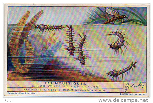 LIEBIG - Les Moustiques - Les Oeufs Et Les Larves    (84812) - Affiches