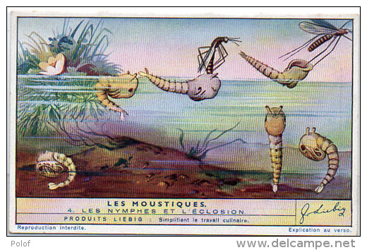 LIEBIG - Les Moustiques - 4 - Les Nymphes Et L' Eclosion     (84813) - Affiches