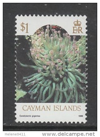 TIMBRE NEUF DES ILES CAYMAN - CONOLYLACTIS GIGANTEA N° Y&T 595 - Vie Marine