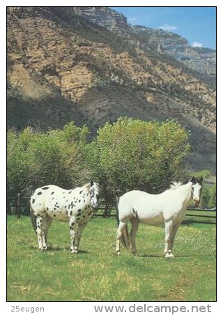 HORSES / PFERDE / CHEVAUX /    POSTCARD UNUSED     ( H  3705  / - Pferde