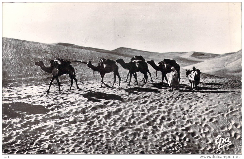 Algérie >Scènes Et Types  Caravane Dans Les Dunes (Cpsm Photo Dentelée-Editions : Photo Africaines EPA 2132) * PRIX FIXE - Scènes & Types