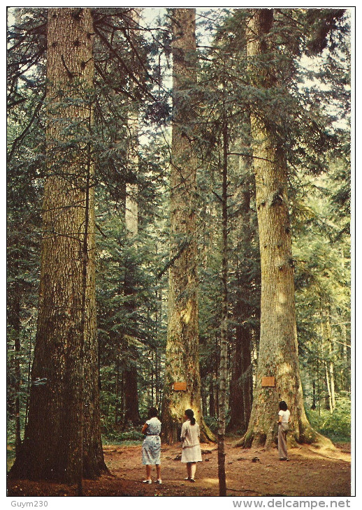 LE RUSSEY Les 3 Sapins - Sonstige & Ohne Zuordnung