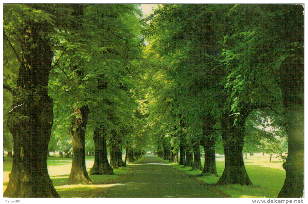 SYLVAN  AVENUE   WOLLATON  PARK  NOTTINGHAM    (VIAGGIATA) - Nottingham