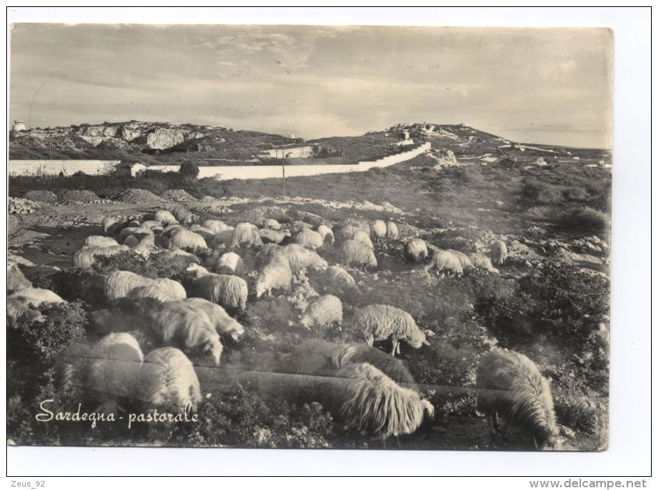 B1083 SHEEPS / PERCORE (SARDEGNA PASTORALE) - Other & Unclassified