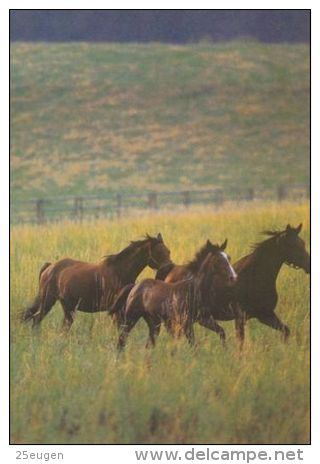 HORSES / PFERDE / CHEVAUX /    POSTCARD UNUSED     ( H  3722  / - Pferde