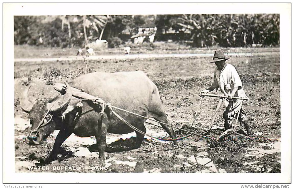 264211-Hawaii, Oahu, RPPC, Rice Field, Water Buffalo Used For Plowing, Walt's Studio No 133 - Oahu