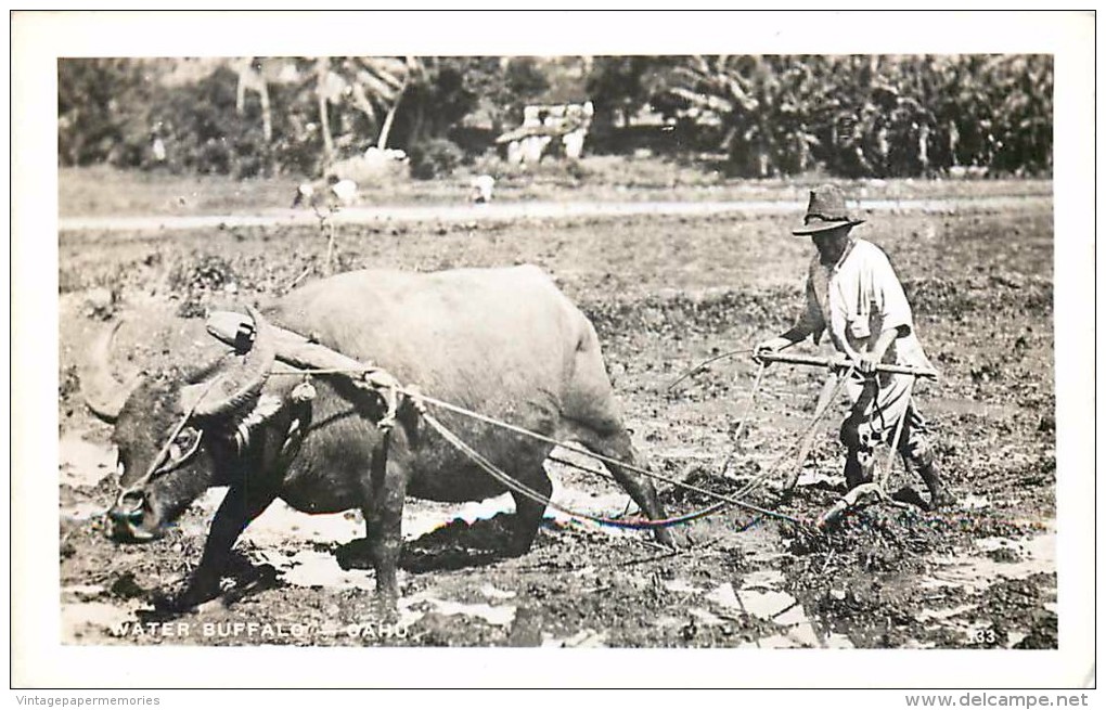 264213-Hawaii, Oahu, RPPC, Rice Field, Water Buffalo Used For Plowing, Walt´s Studio No 133 - Oahu