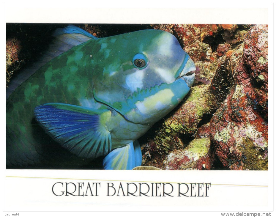 (886) Australia - QLD - Rainbow Fish - Great Barrier Reef