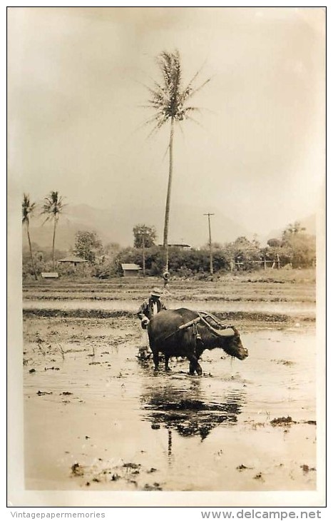 264217-Hawaii, Oahu, RPPC, Farmer Using Water Buffalo To Plow Rice Field - Oahu