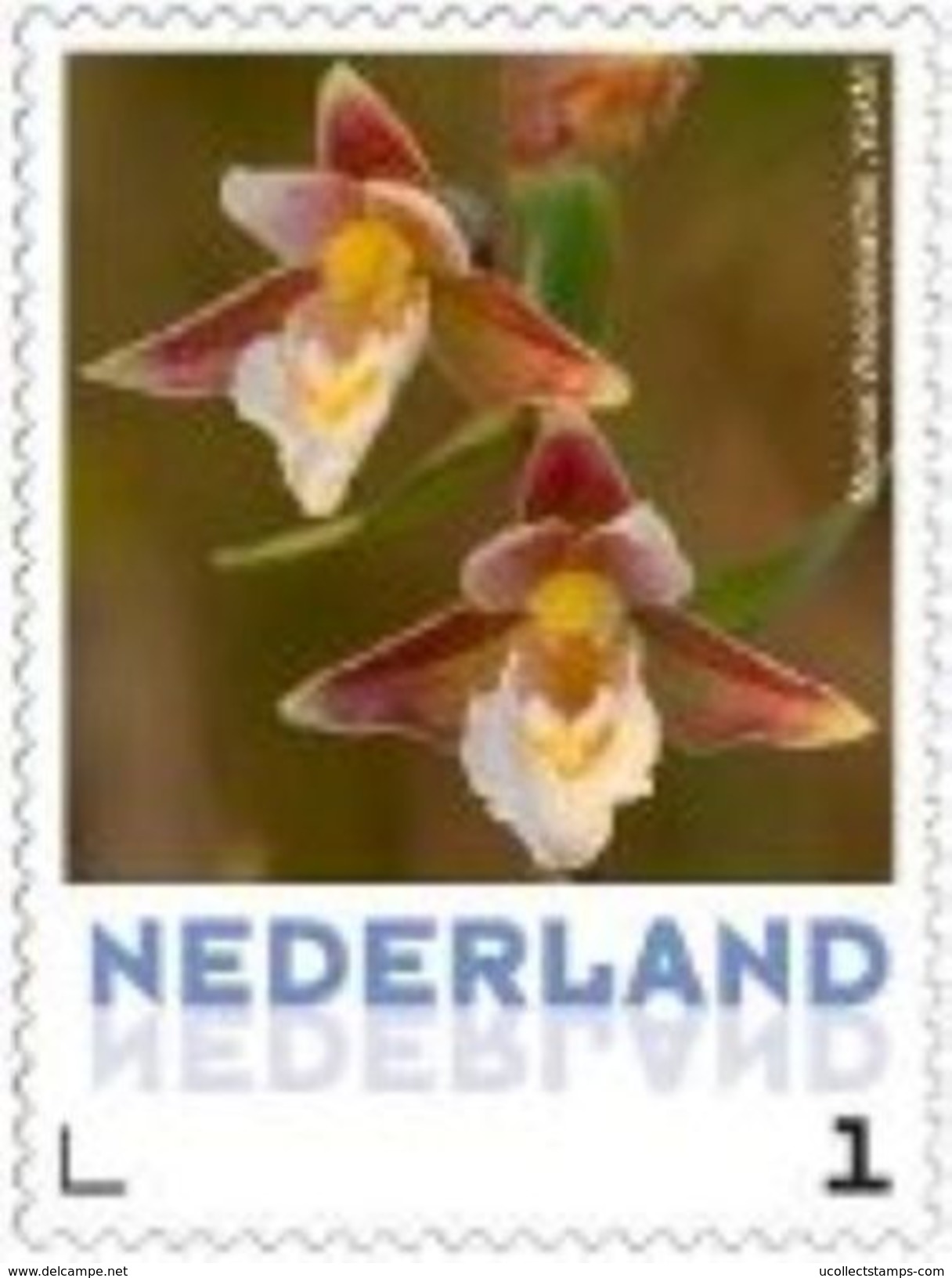 Nederland  2013   Orchideen 1  Moeraswespenorchis  Postfris/mnh/neuf - Unused Stamps