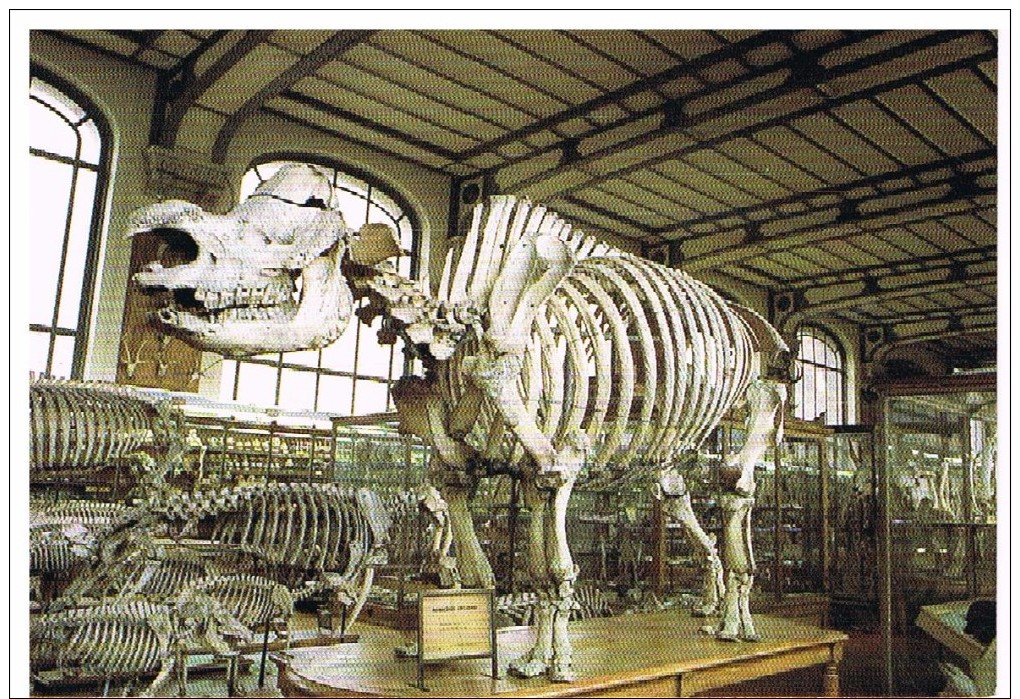 Musée D´histoire Naturelle : Rhinocéros - Musées