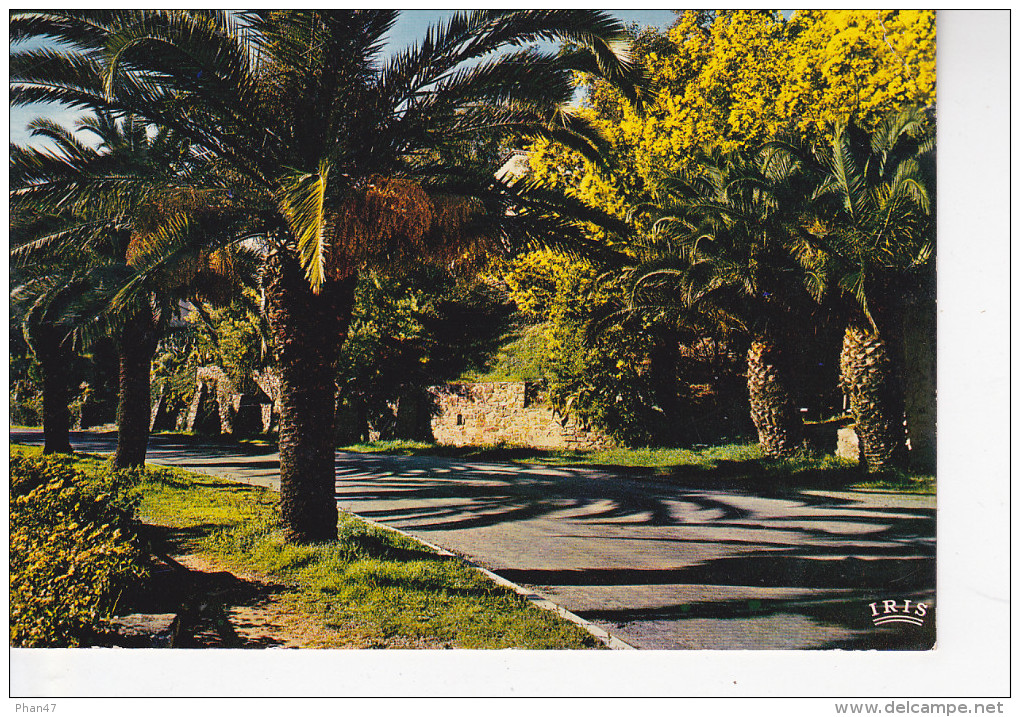 RAYOL-CANADEL SUR MER (83-Var) French Riviera, Palmiers Et Mimosas, Ed. Cim 1970 Environ - Rayol-Canadel-sur-Mer