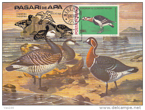 BIRDS, BARNACLE GOOSE, CM, MAXICARD, CARTES MAXIMUM, 1988, ROMANIA - Ganzen