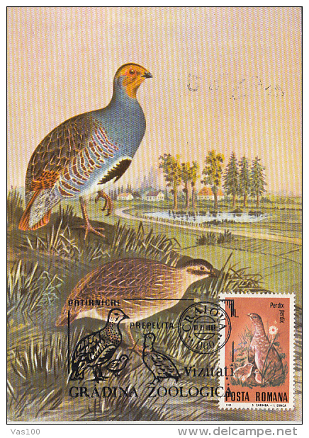 BIRDS, GREY PARTRIDGE, CM, MAXICARD, CARTES MAXIMUM, 1988, ROMANIA - Grey Partridge